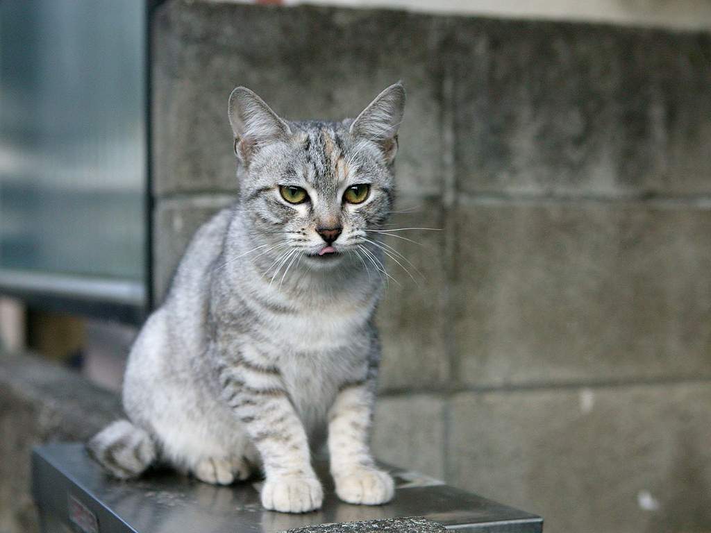 Австралийский мист