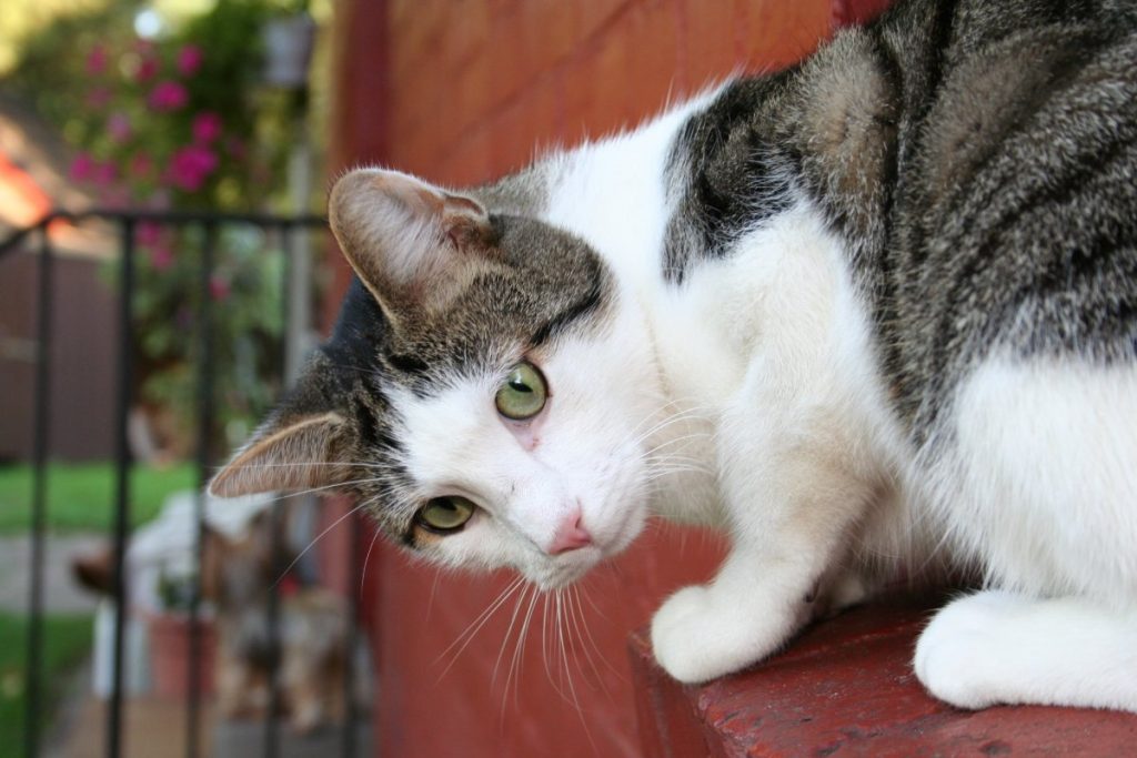 Эгейская кошка