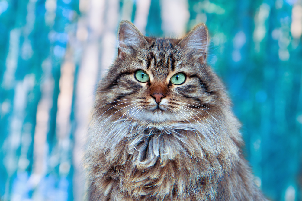 Сибирская кошка