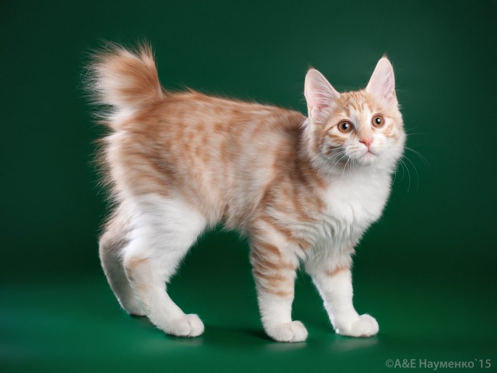 Котенок американского бобтейла