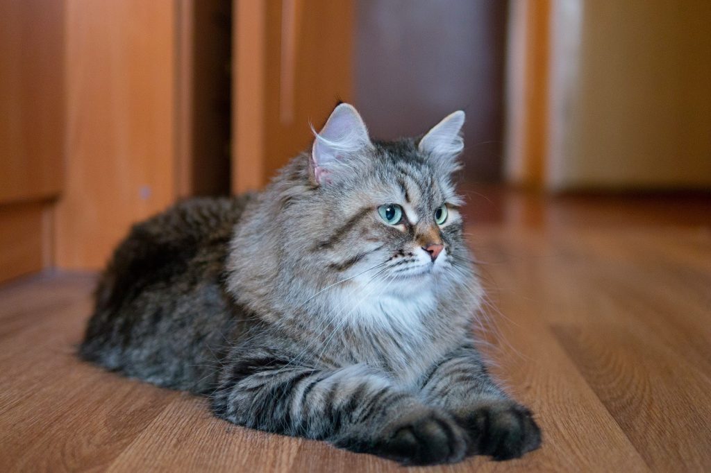 Сибирский кот
