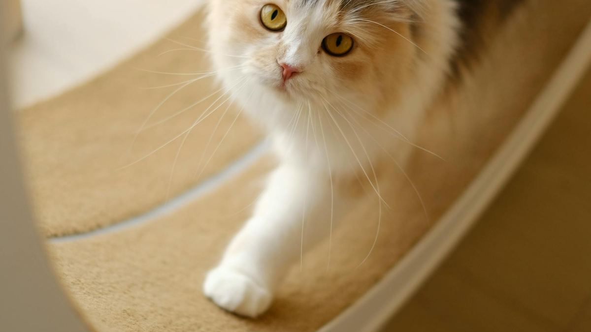 Кошка стоит у когтеточки дома