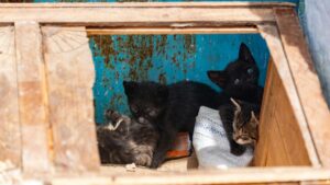 Котята рядом с деревянной коробкой