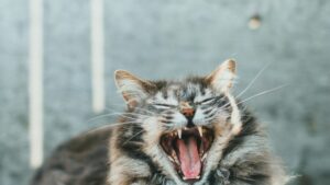 Кошка широко зевает и показывает зубы
