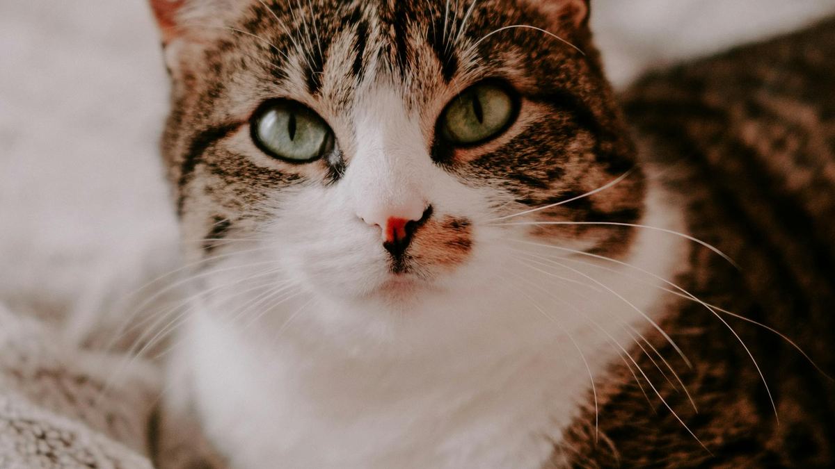 Кошка лежит на кровати дома
